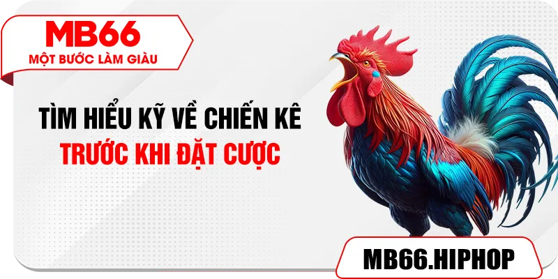 Tìm hiểu kỹ về chiến kê trước khi đặt cược